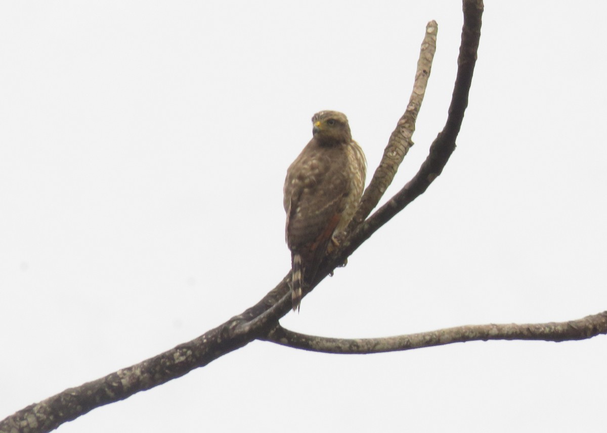 Roadside Hawk - ML642835918