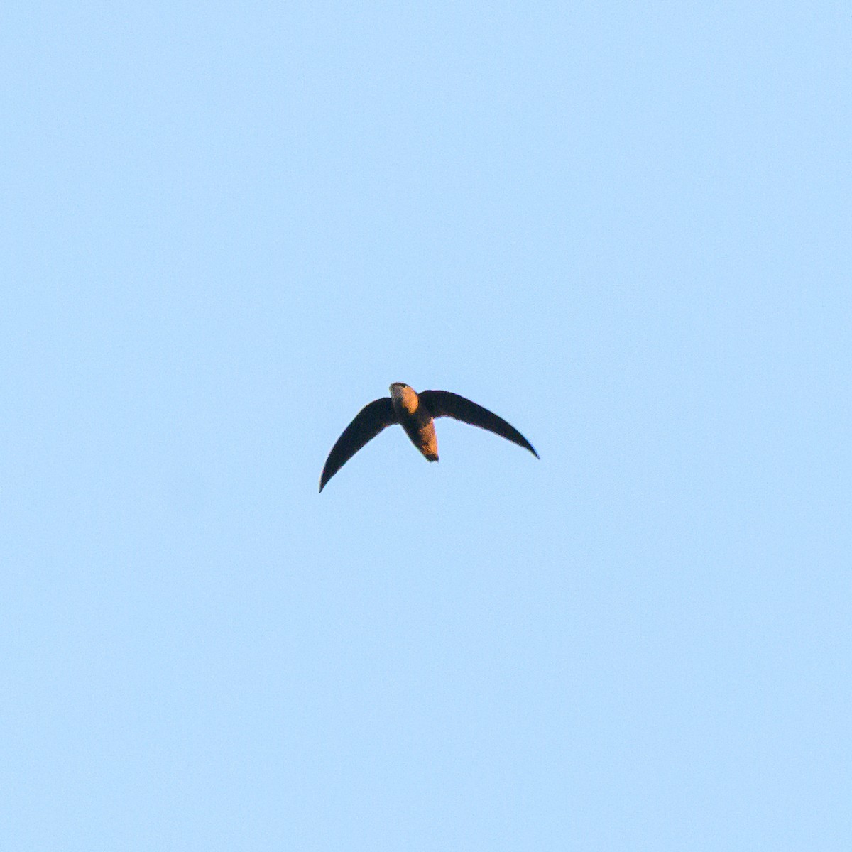 Sick's Swift - ML642835926