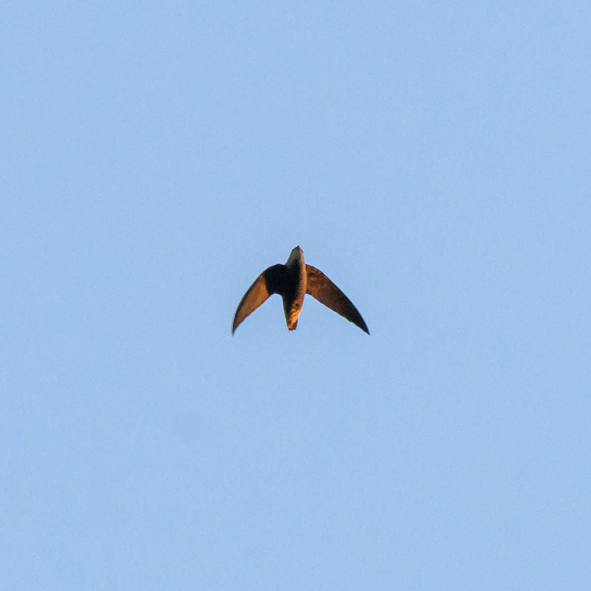 Sick's Swift - ML642835927