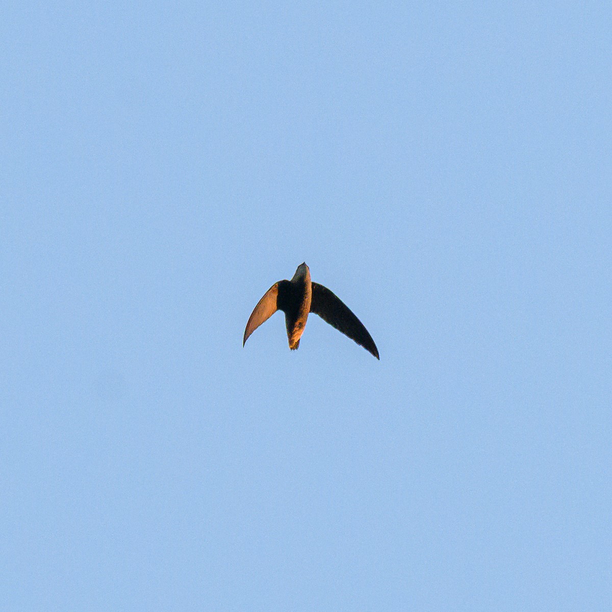 Sick's Swift - ML642835928