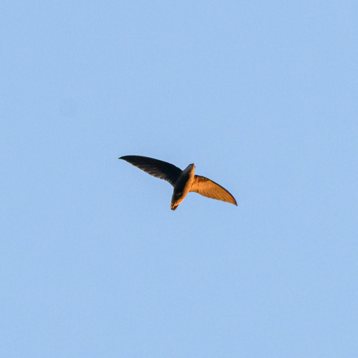 Sick's Swift - ML642835929
