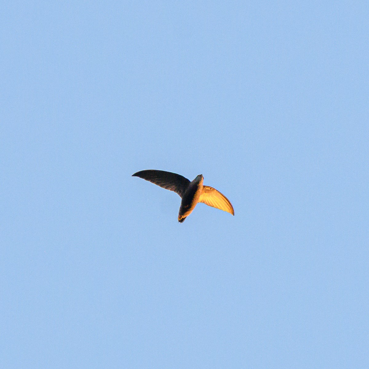 Sick's Swift - ML642835930