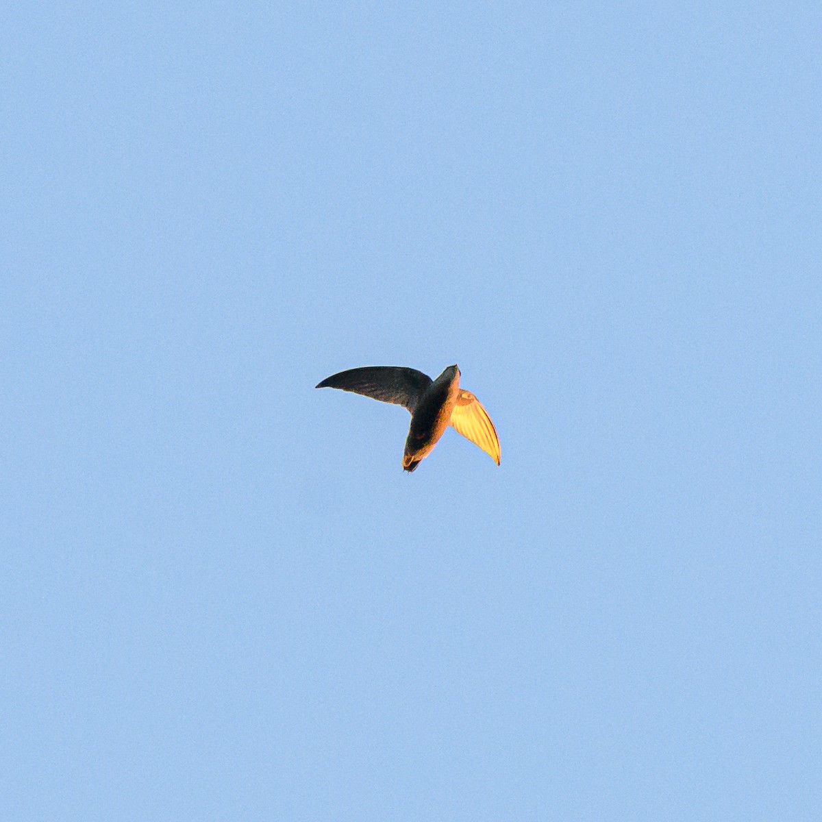 Sick's Swift - ML642835931