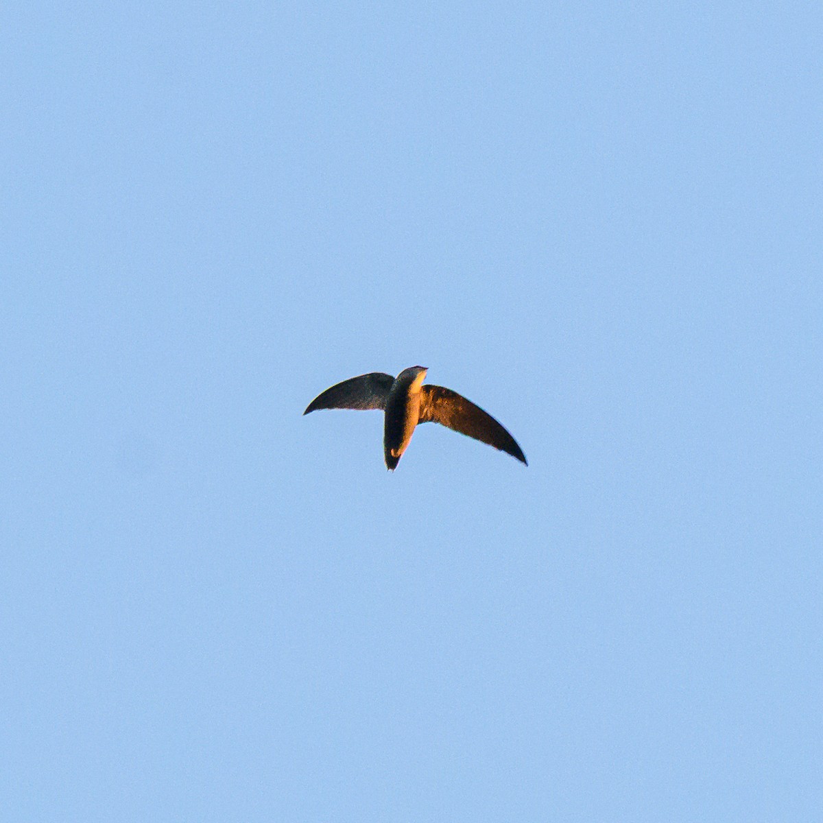 Sick's Swift - ML642835932