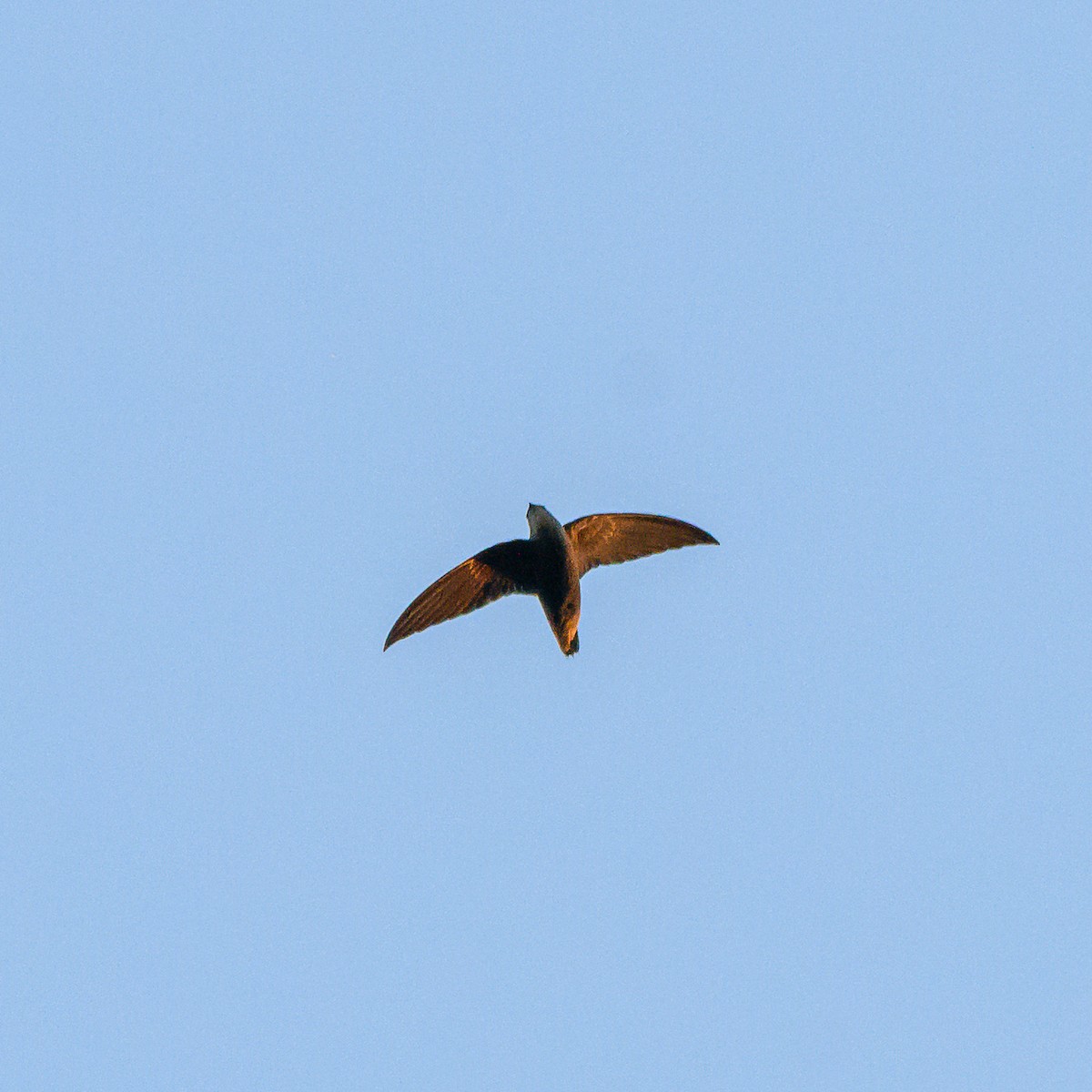 Sick's Swift - ML642835933