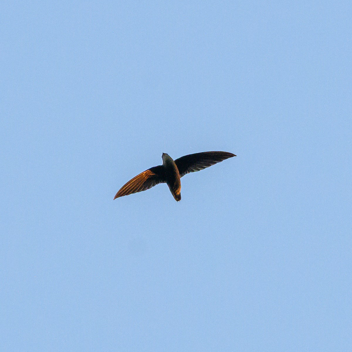 Sick's Swift - ML642835934