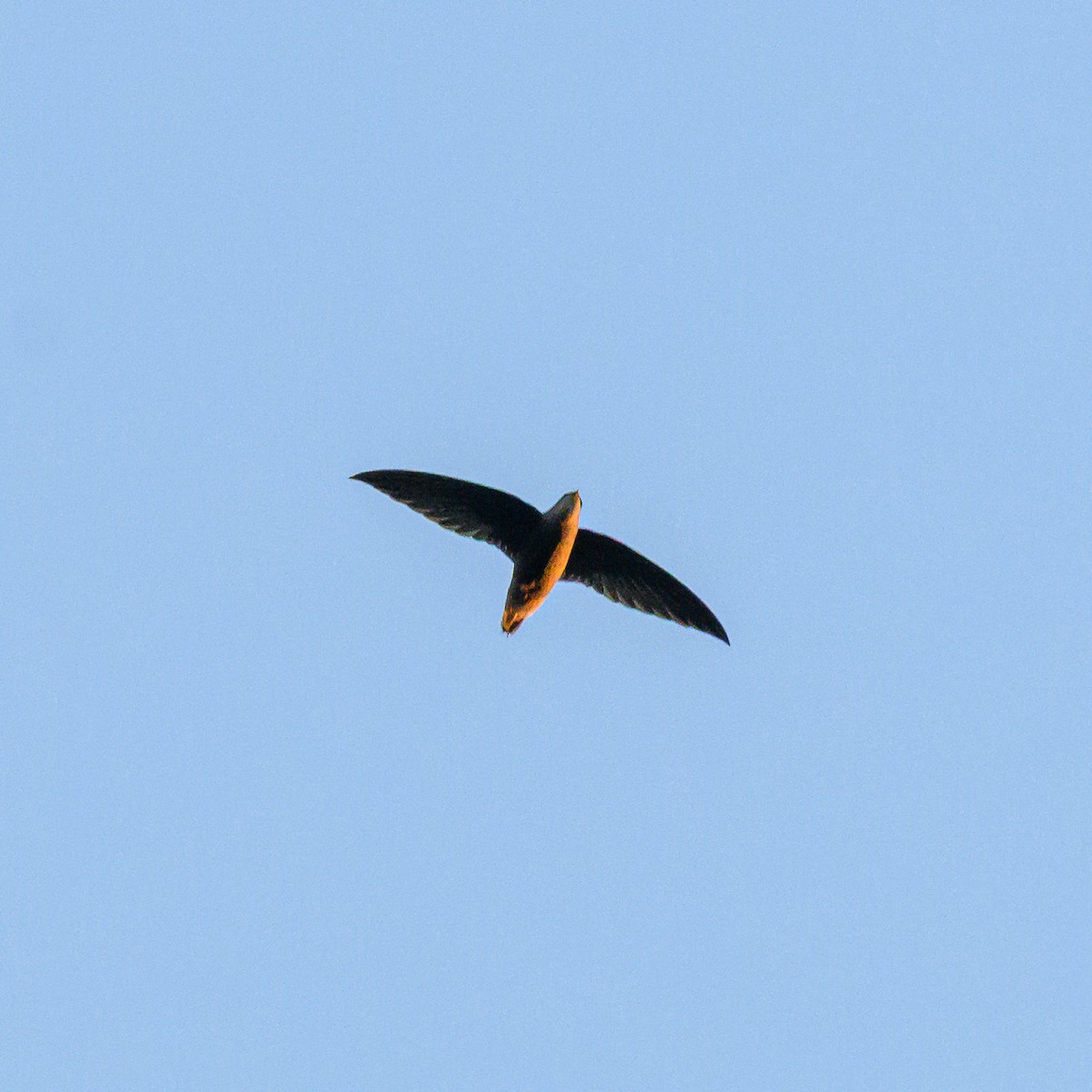 Sick's Swift - ML642835935