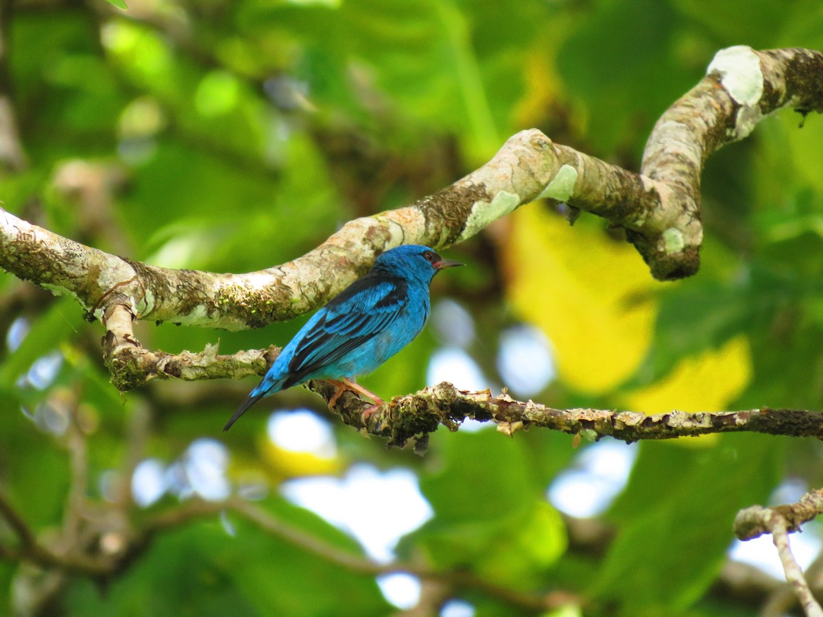 Blue Dacnis - ML642835936
