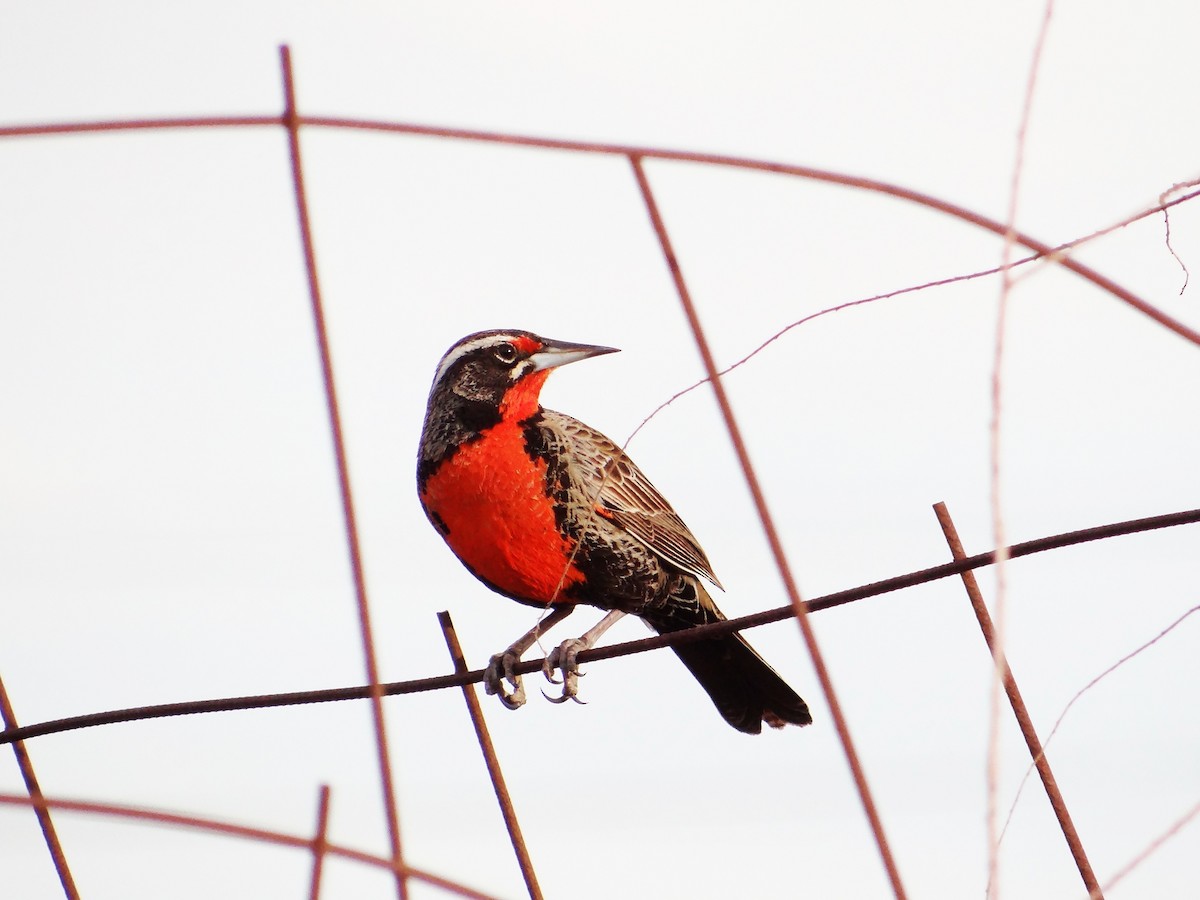 Long-tailed Meadowlark - ML642835938