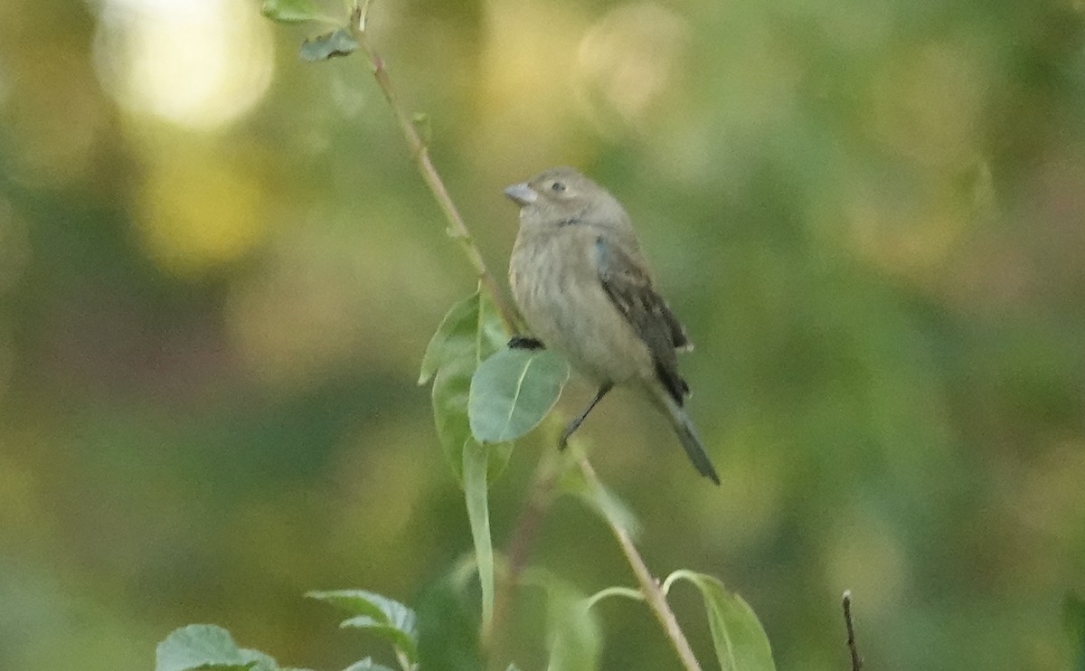 Indigo Bunting - ML642835946