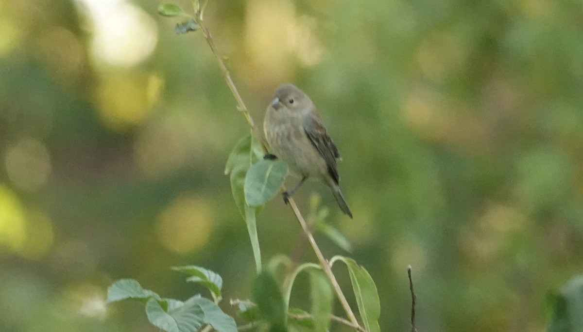 Indigo Bunting - ML642835947