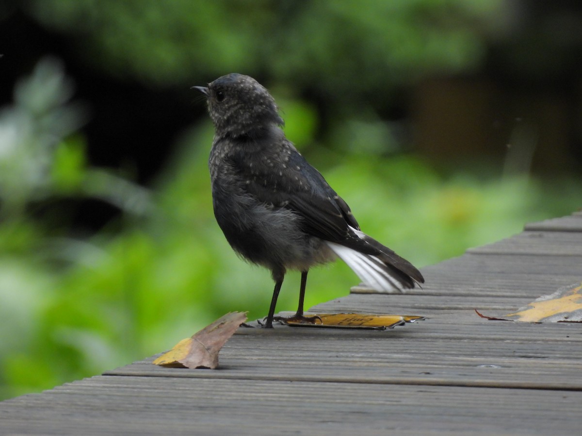 Plumbeous Redstart - ML642835948