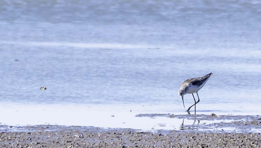 Marsh Sandpiper - ML642835951