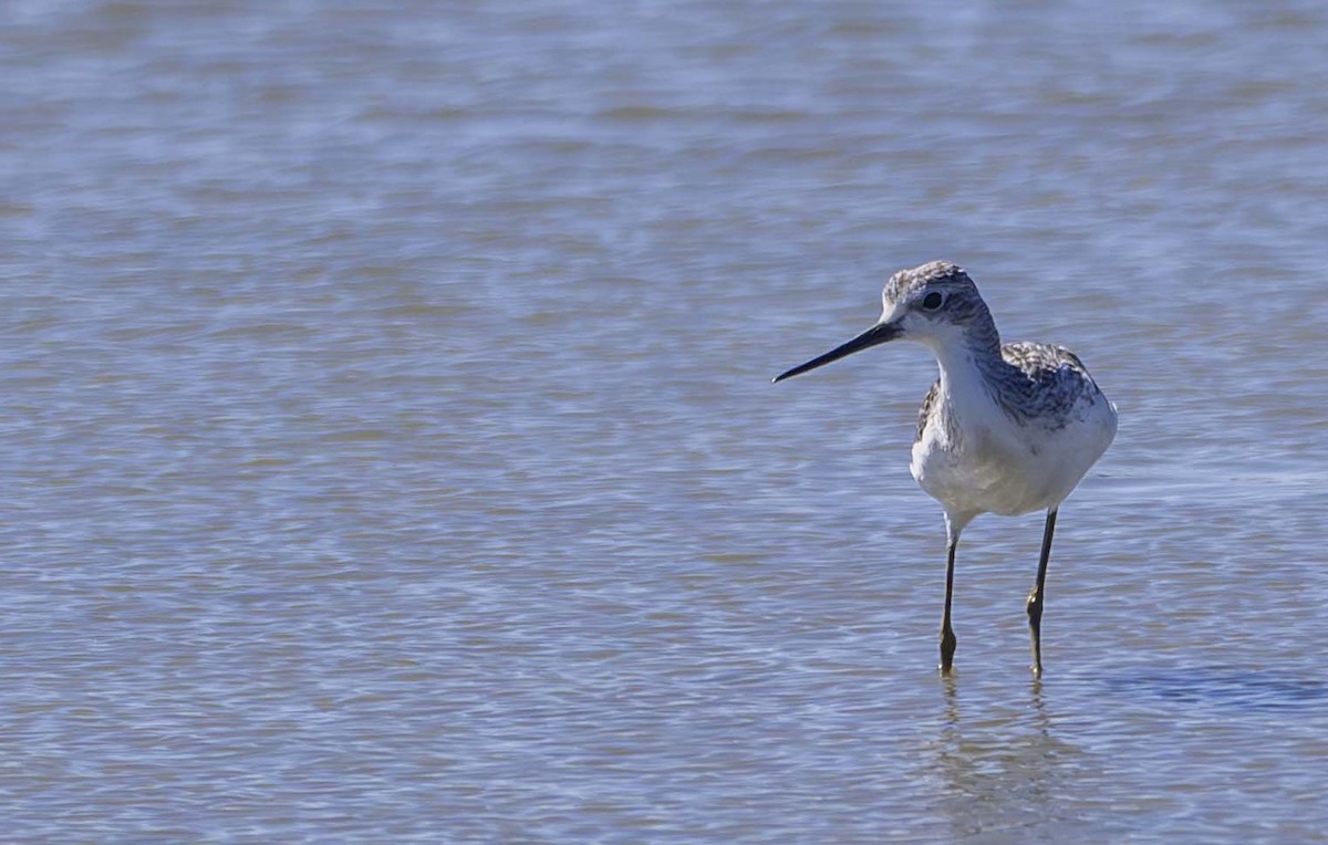 Marsh Sandpiper - ML642835953