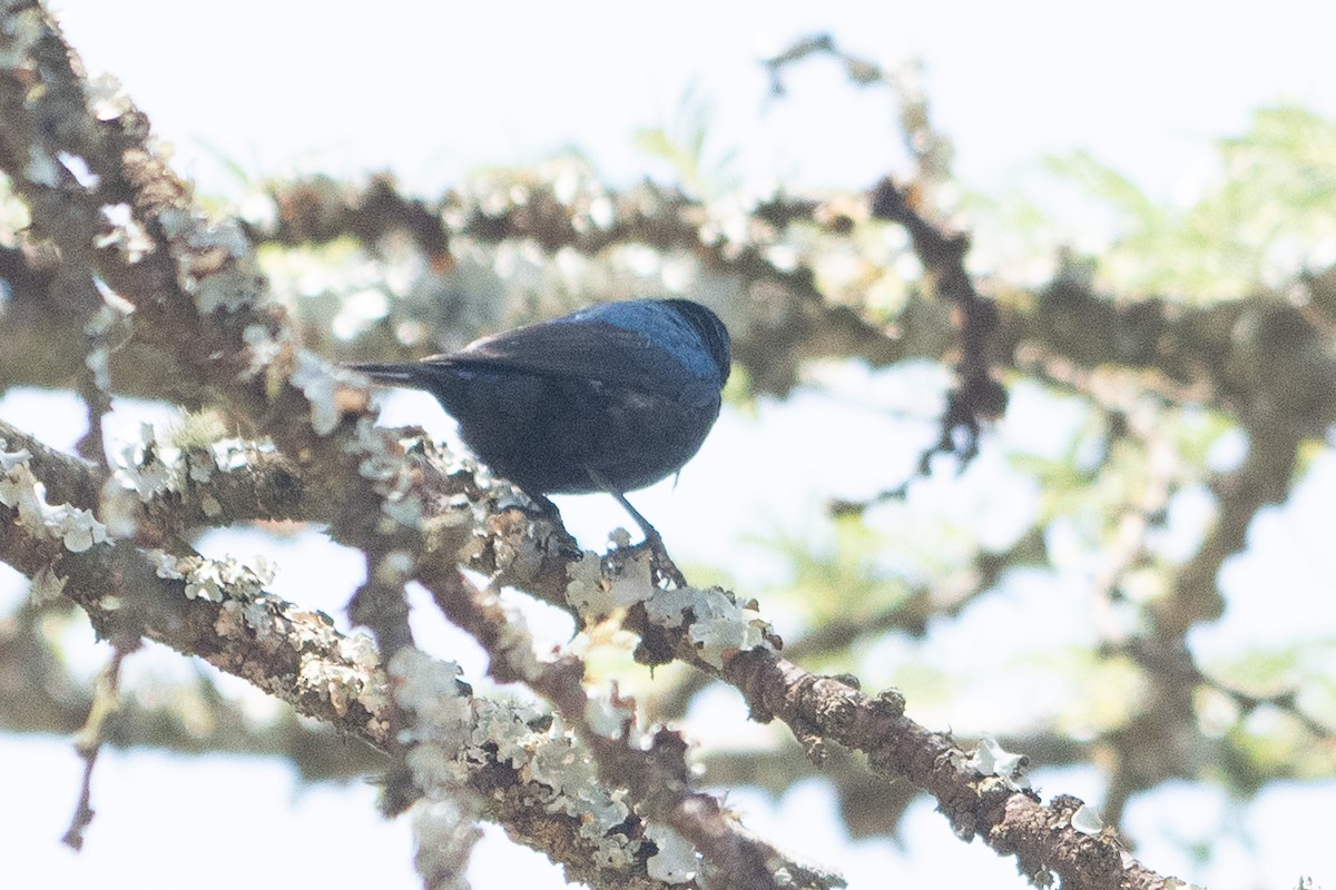 Amethyst Sunbird - ML642835954
