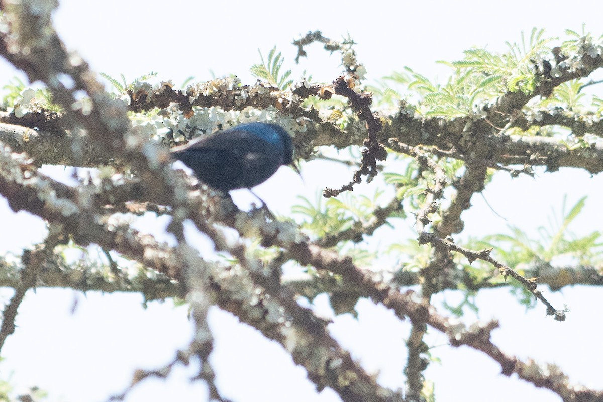 Amethyst Sunbird - ML642835955