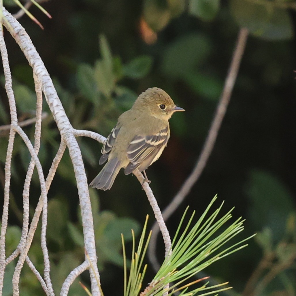 Western Flycatcher (Pacific-slope) - ML642835958