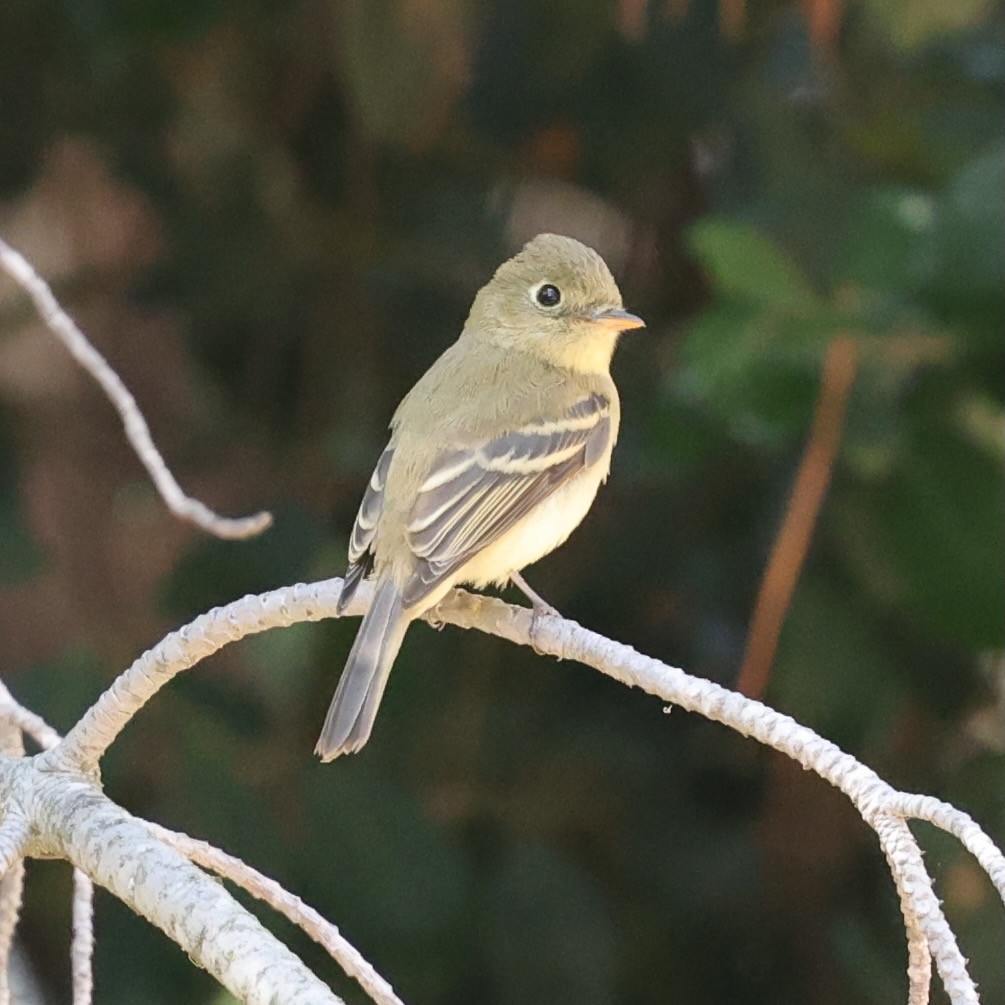 Western Flycatcher (Pacific-slope) - ML642835959
