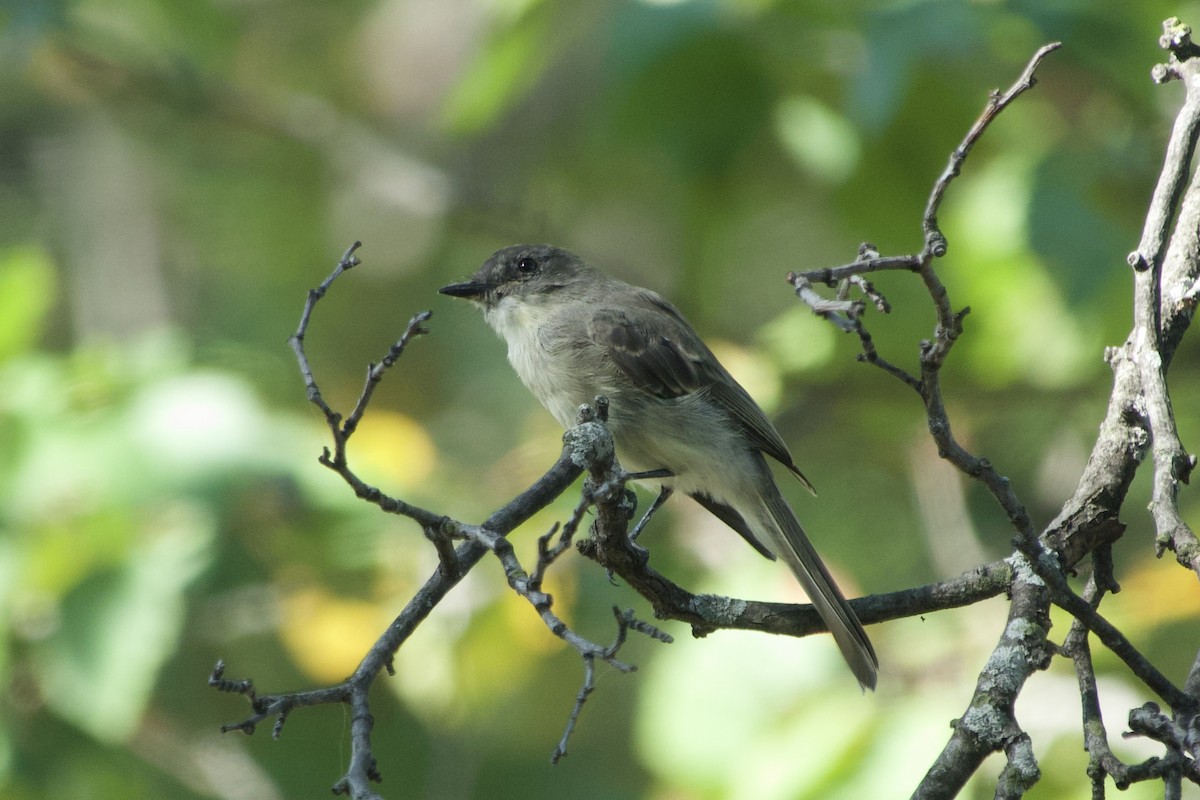 Eastern Phoebe - ML642835960