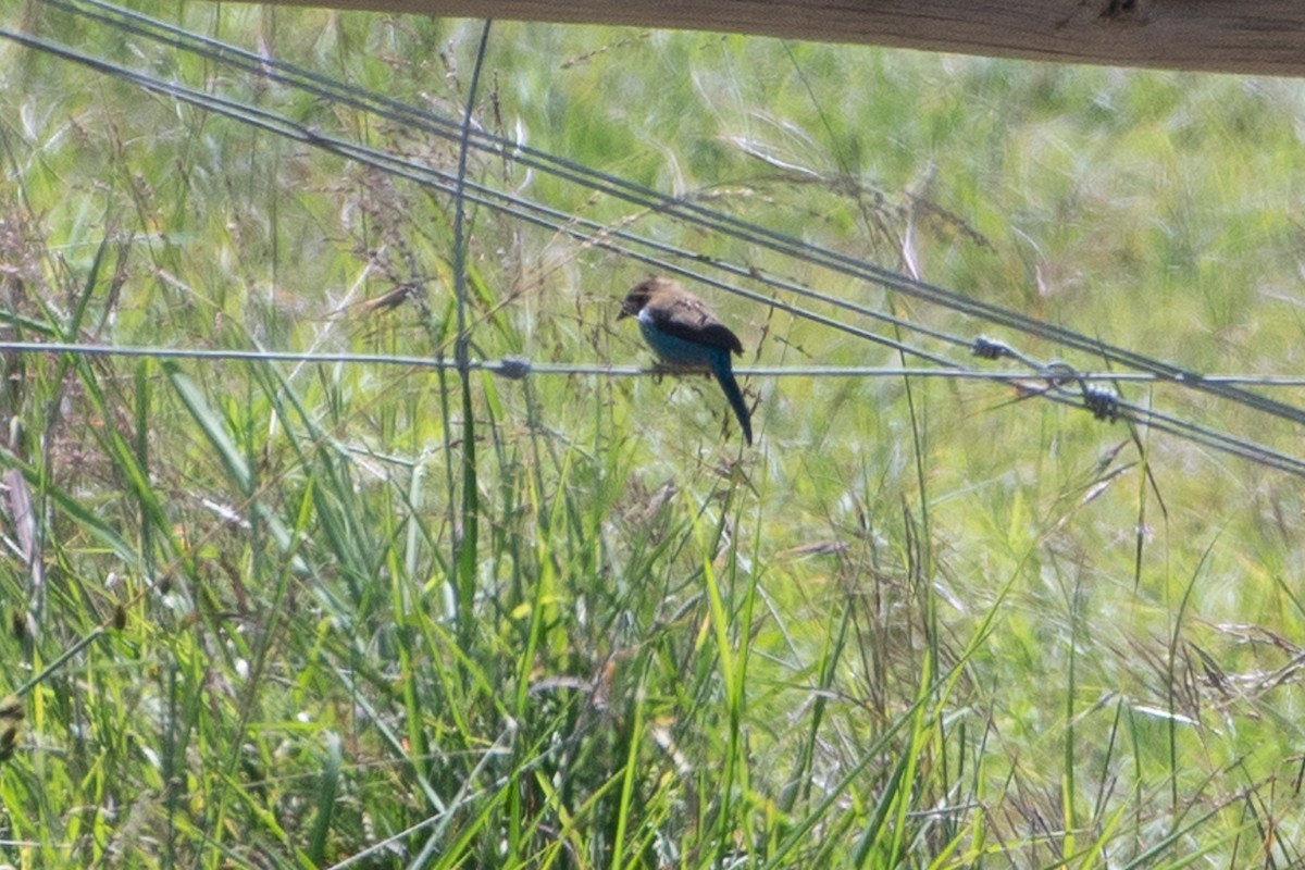 Red-cheeked Cordonbleu - ML642835964