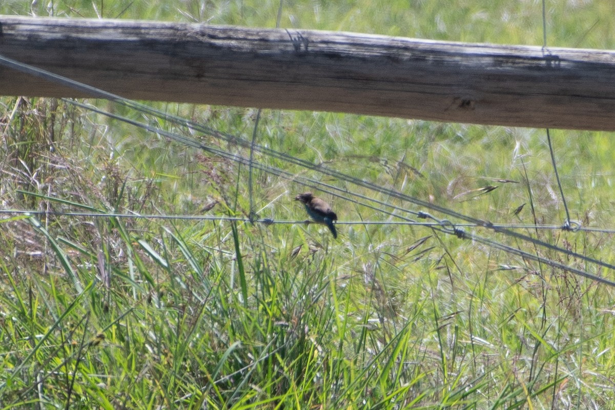 Red-cheeked Cordonbleu - ML642835965