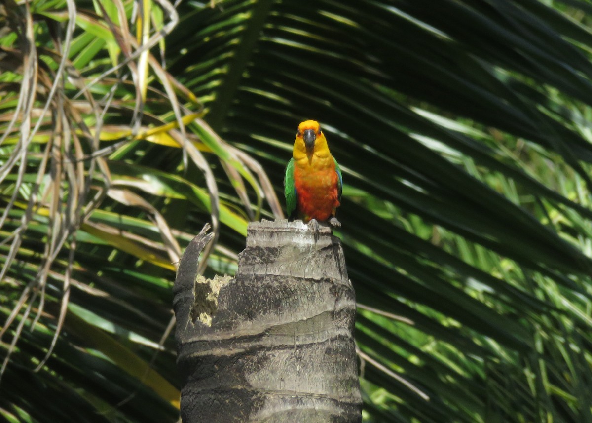 Conure jandaya - ML642835991