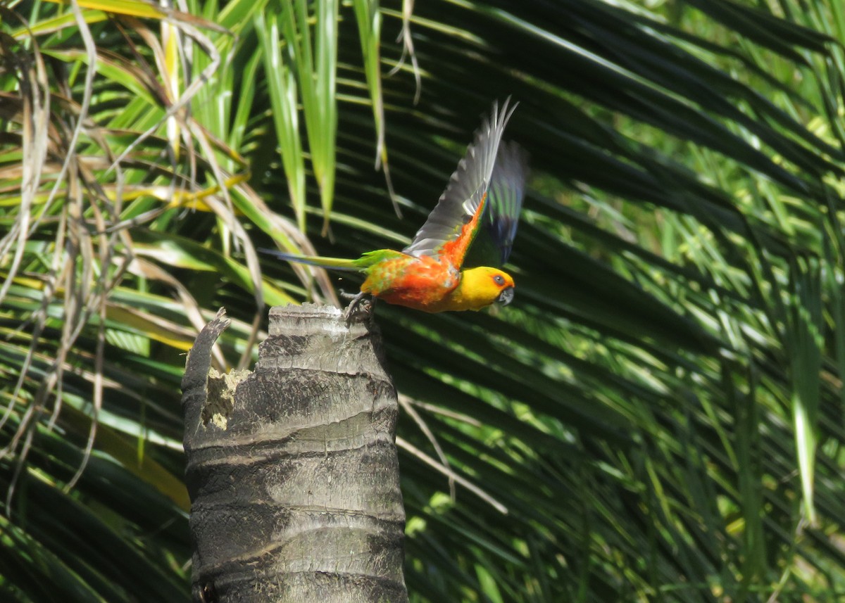 Conure jandaya - ML642835992