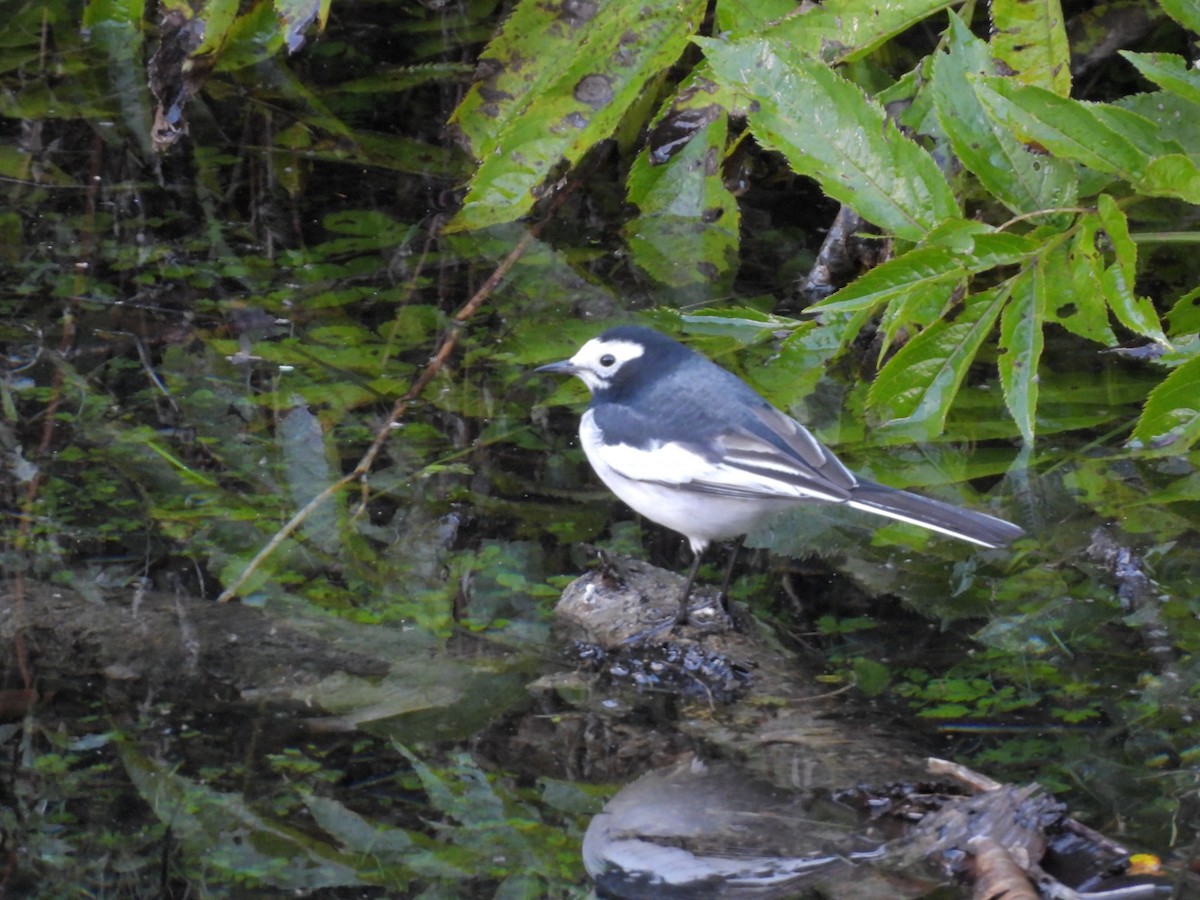 White Wagtail - ML642835996