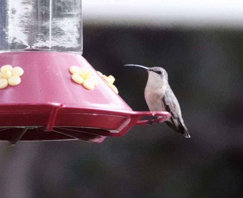 Işıldayan Kolibri - ML642835998