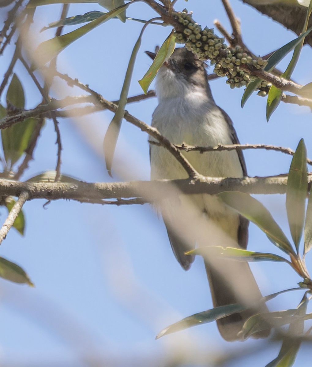 Short-crested Flycatcher - ML642836004