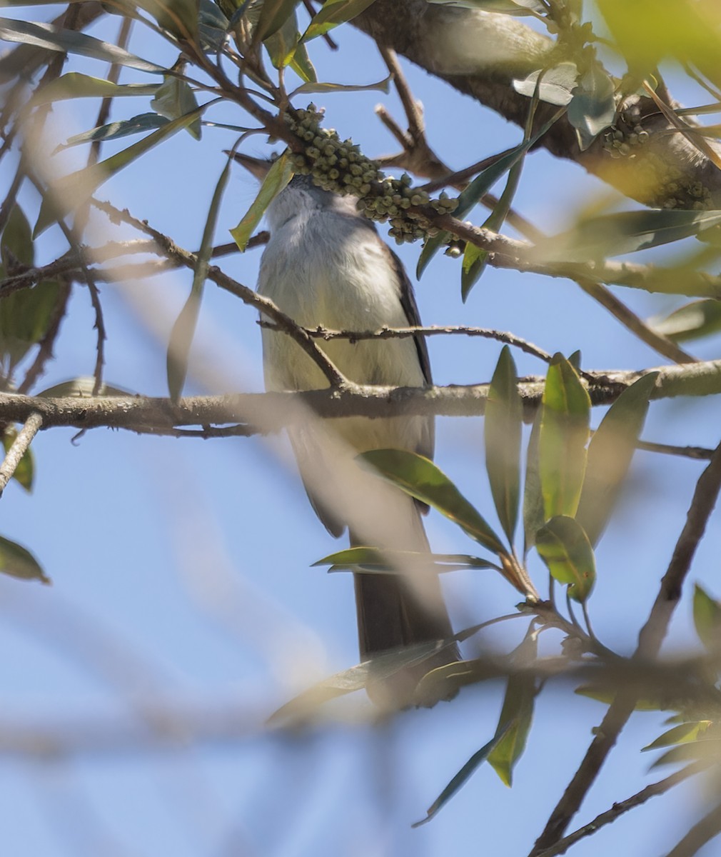 Short-crested Flycatcher - ML642836005