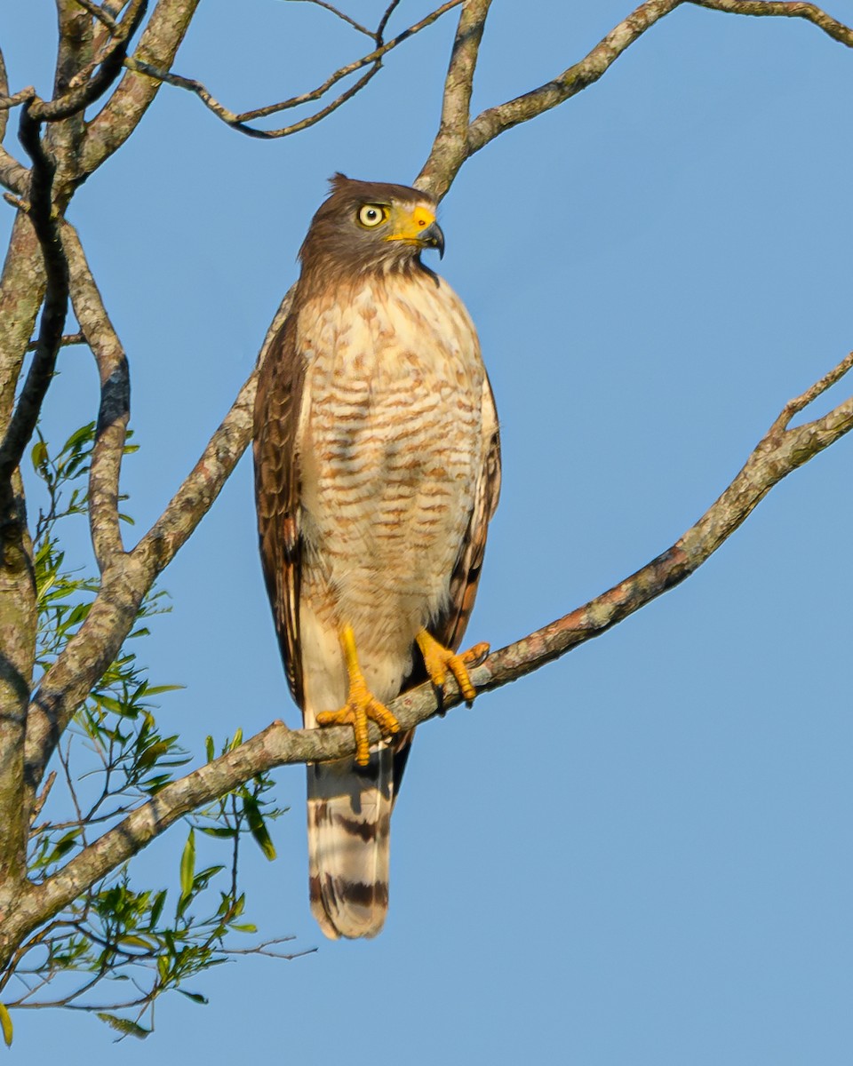 Roadside Hawk - ML642836006
