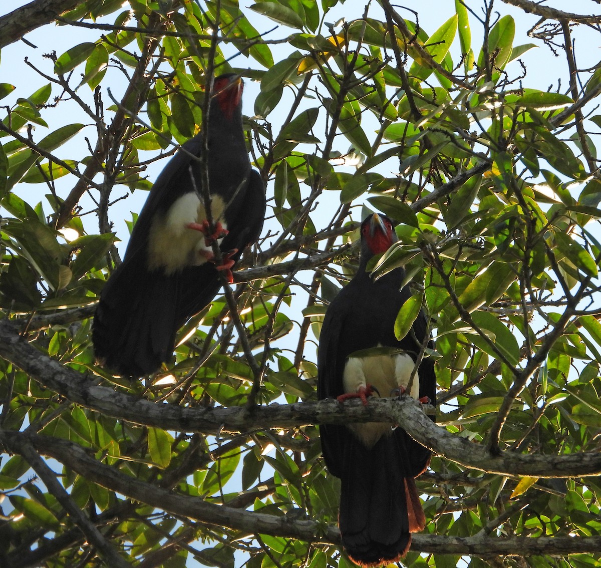 Red-throated Caracara - ML642836008
