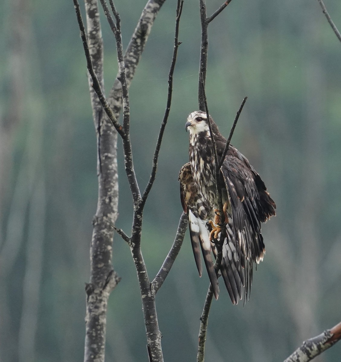 Snail Kite - ML642836013