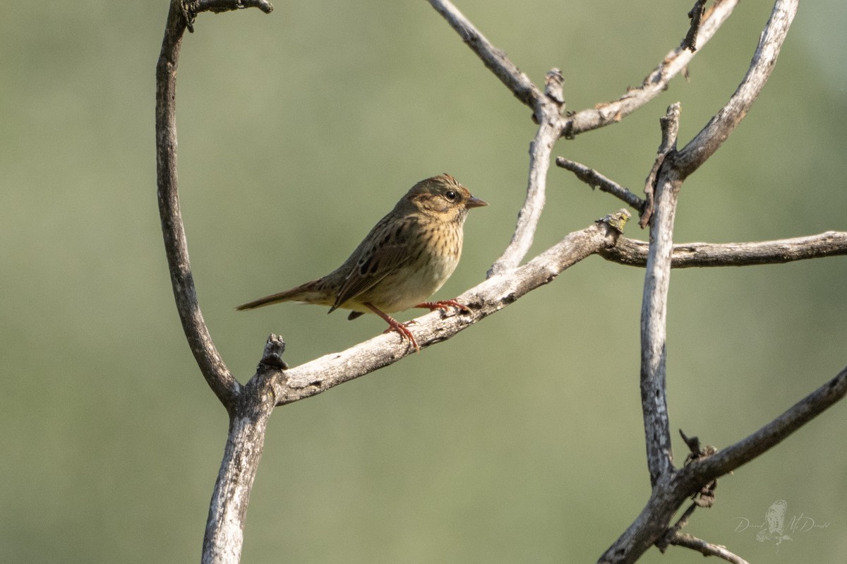 Lincoln's Sparrow - ML642836014