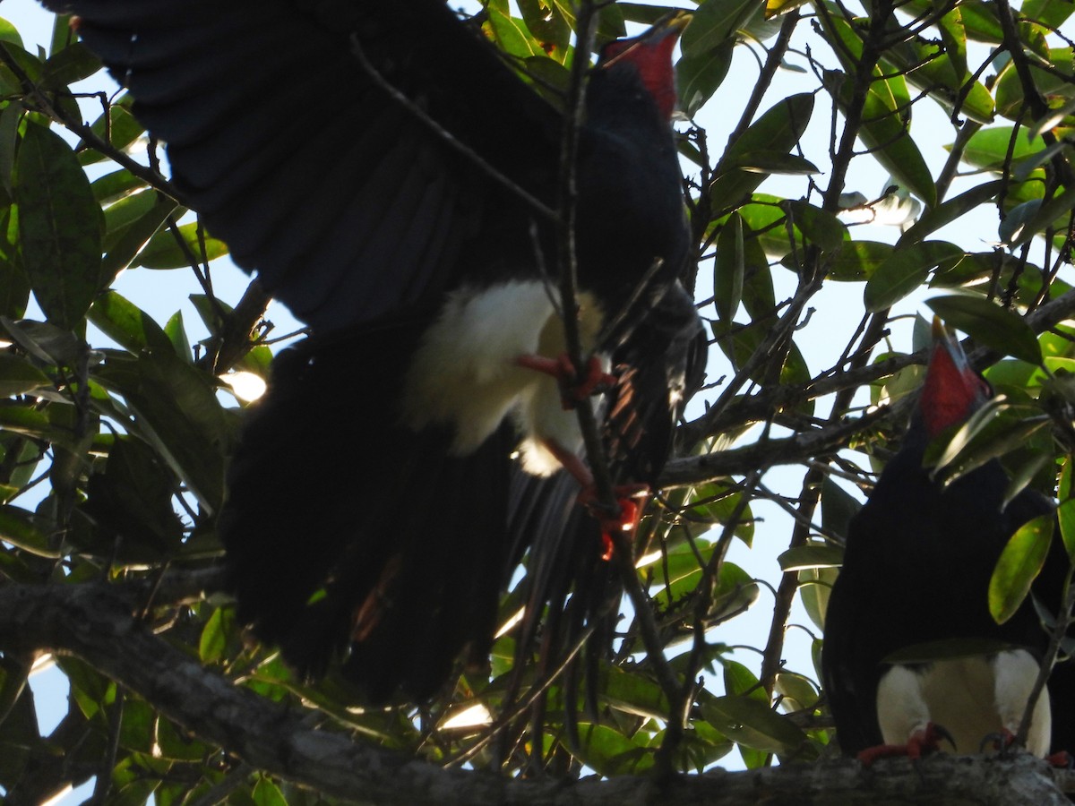 Red-throated Caracara - ML642836022