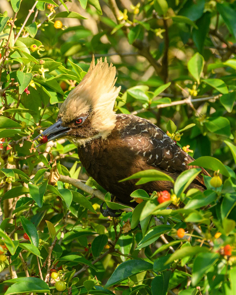Pale-crested Woodpecker - ML642836028