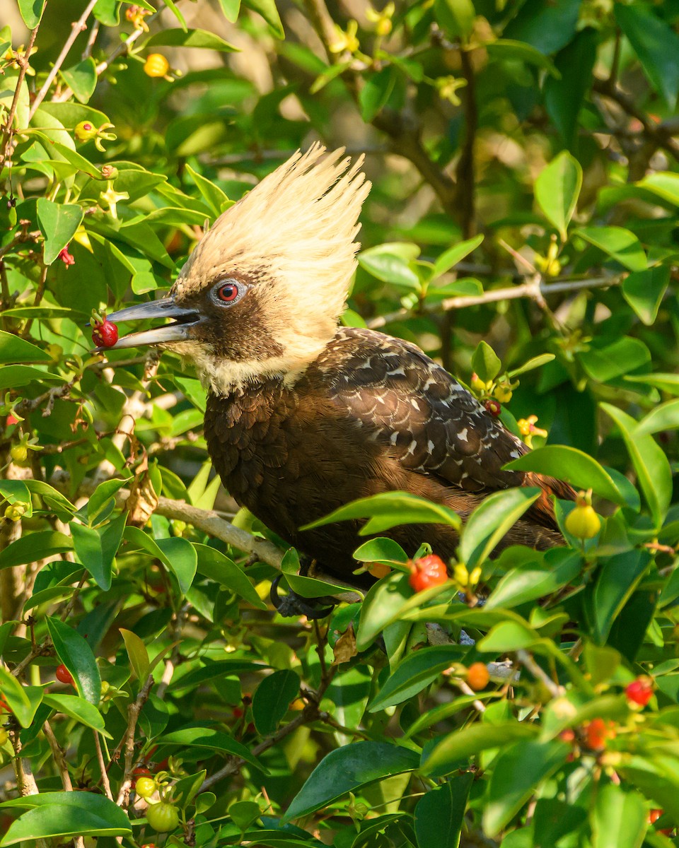 Pale-crested Woodpecker - ML642836029