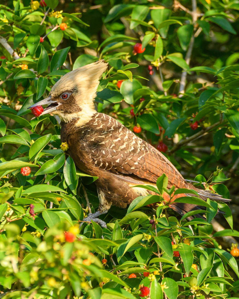 Pale-crested Woodpecker - ML642836030