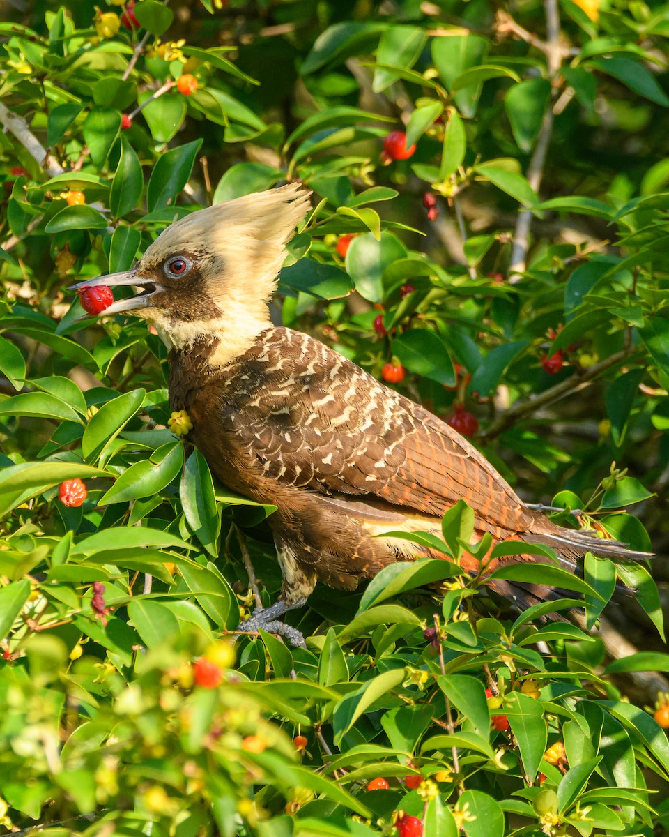 Pale-crested Woodpecker - ML642836031