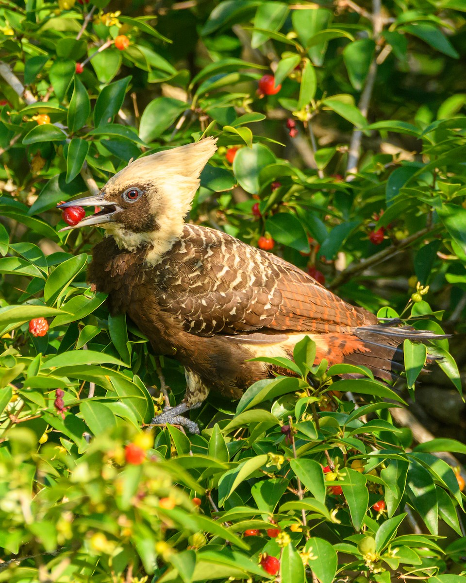 Pale-crested Woodpecker - ML642836032