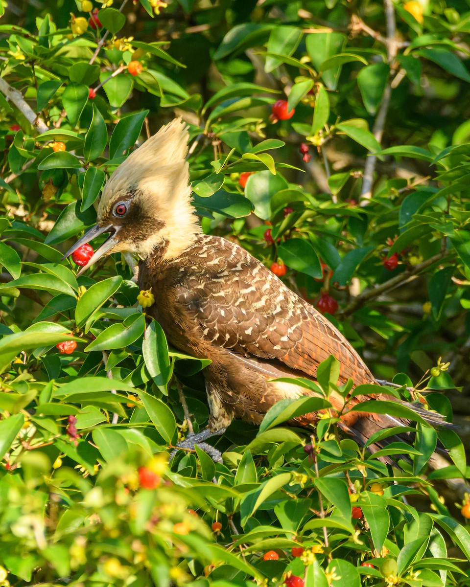 Pale-crested Woodpecker - ML642836033