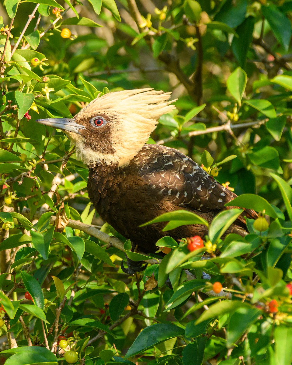 Pale-crested Woodpecker - ML642836034