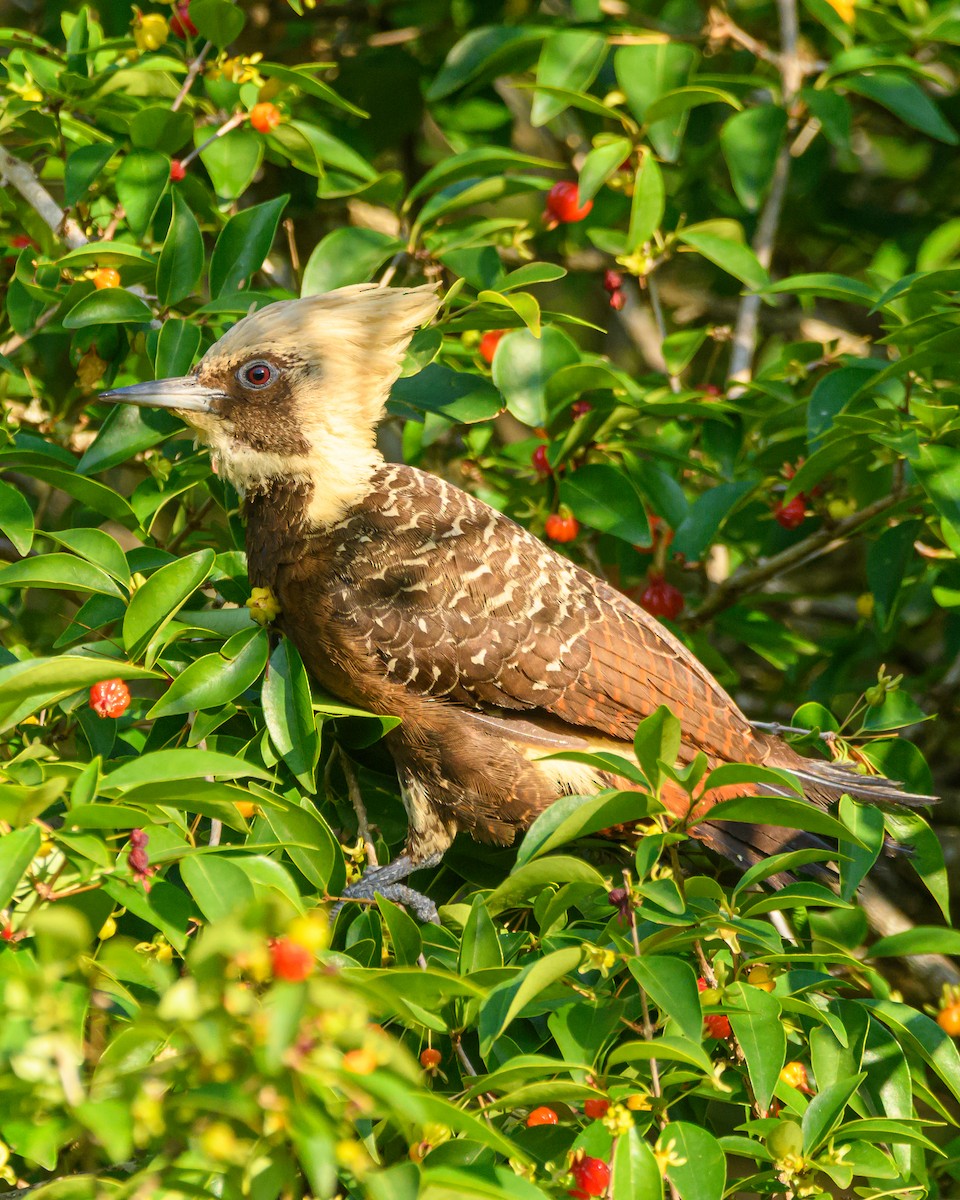 Pale-crested Woodpecker - ML642836035
