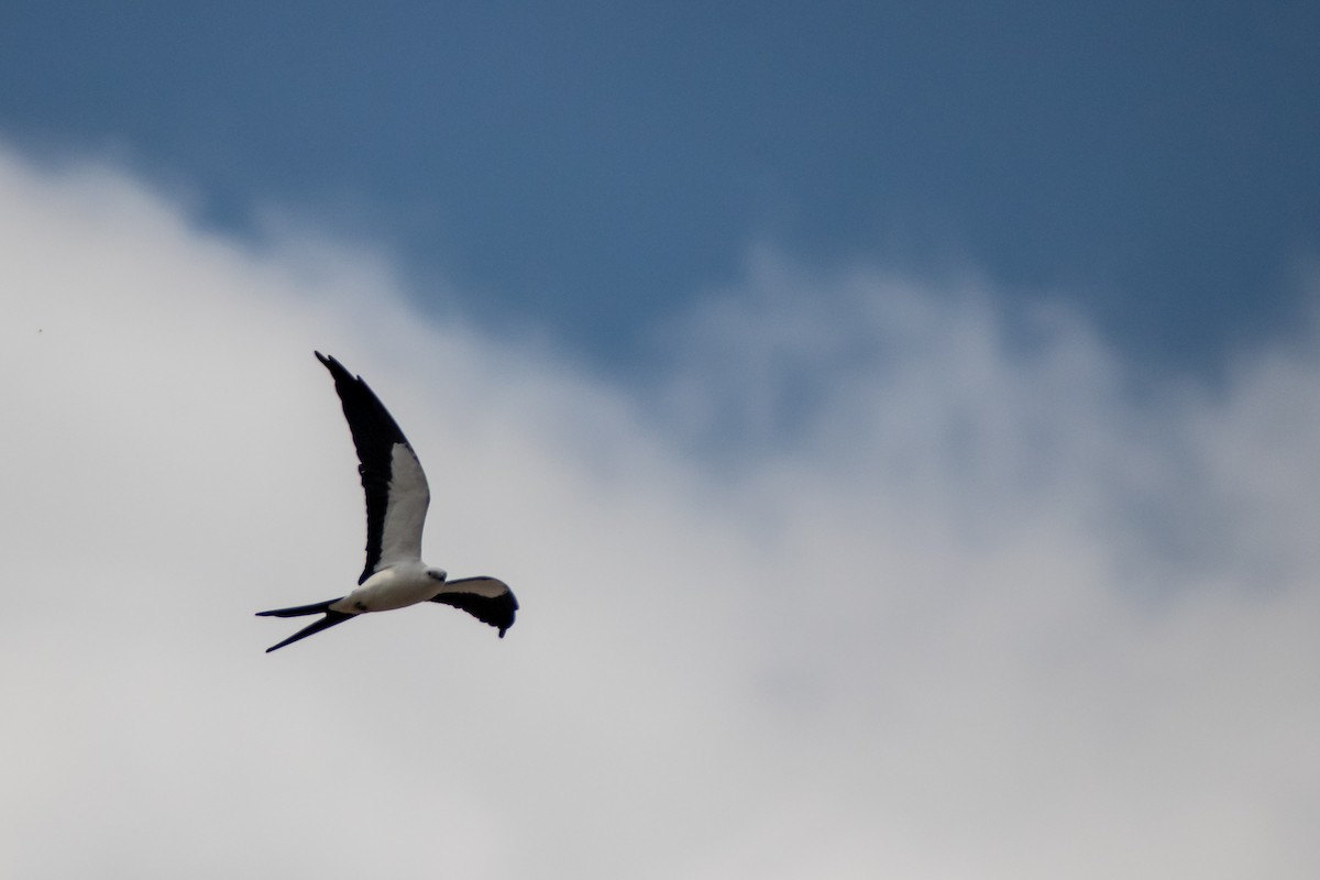 Swallow-tailed Kite - ML642836039