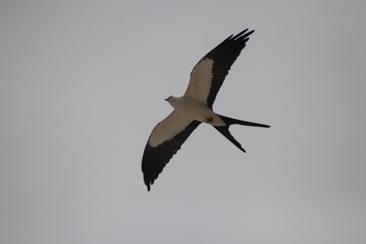 Swallow-tailed Kite - ML642836041