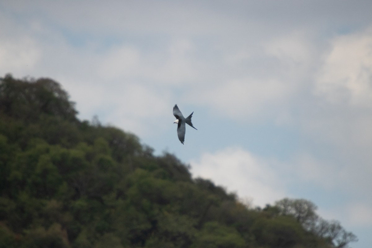 Swallow-tailed Kite - ML642836042