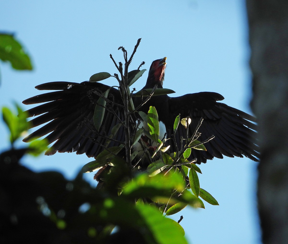 Red-throated Caracara - ML642836043