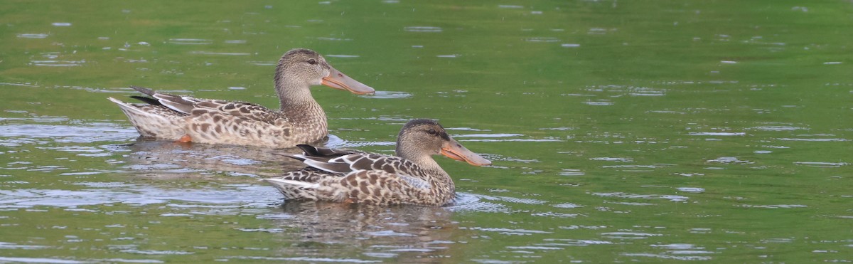 Northern Shoveler - ML642836048
