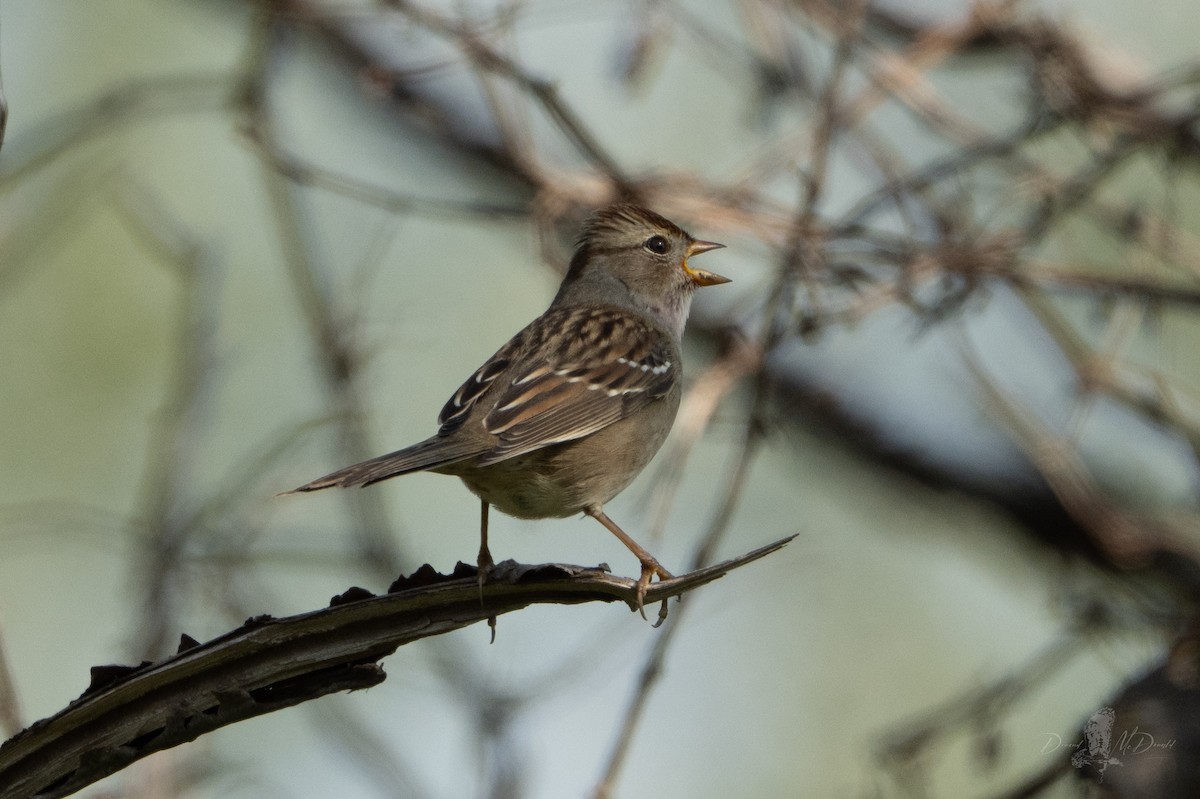 White-crowned Sparrow - ML642836049